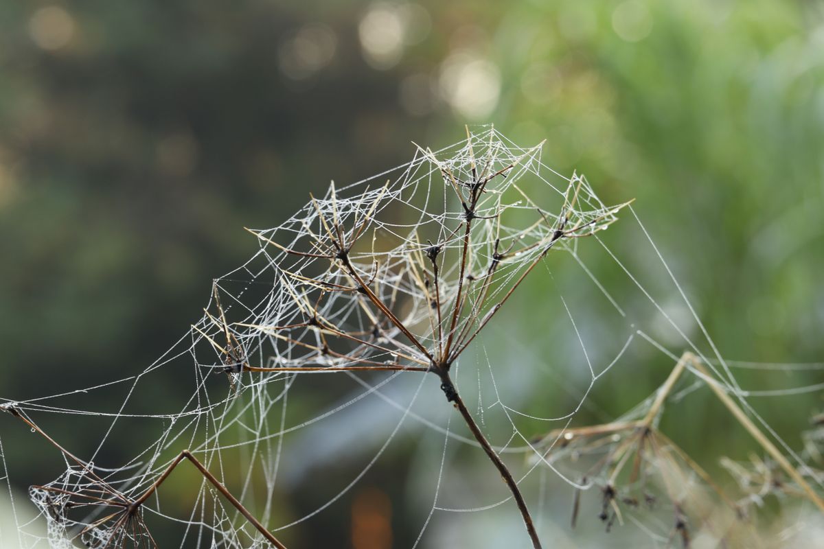 Close-up of a delicate spider web with morning dew on dry plant stem, showcasing nature's artistry.