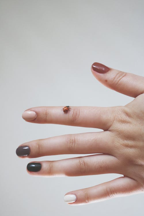 Ladybug On Person's Hand