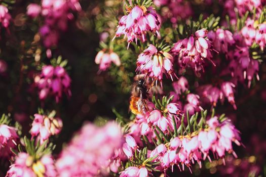 蜜蜂从充满活力的粉红色石南花中采集花蜜的特写镜头，展现了春天的美丽