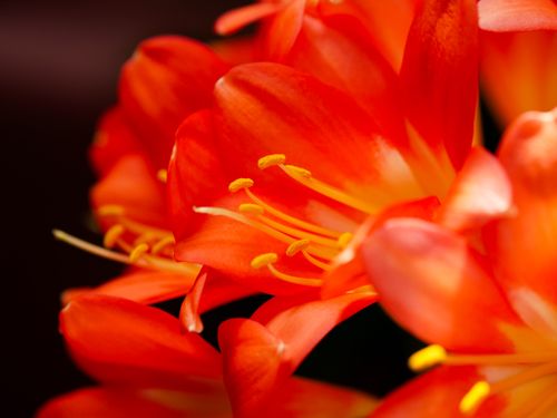 Free Stunning close-up of vibrant red Clivia flowers in full bloom, showcasing intricate details. Stock Photo