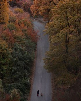 A person walking a dog on a quiet road surrounded by vibrant autumn trees.