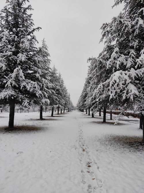 Free Snow-covered evergreen trees line a winter path in Kayseri, Türkiye. Stock Photo