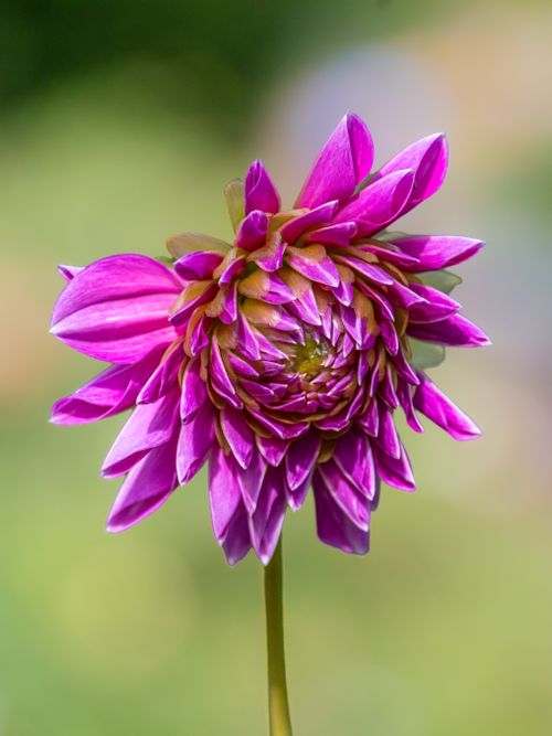 Free Close-up view of vibrant pink dahlia flower with soft focus garden background. Stock Photo