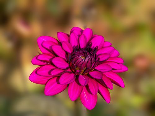 Free A vivid close-up of a pink dahlia flower showcasing its intricate petal structure. Stock Photo