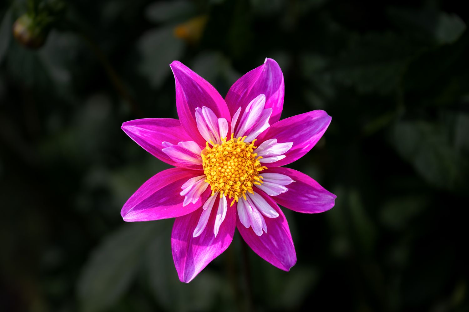 Hd Wallpapers Photos, Download The BEST Free Hd Wallpapers Stock Photos ...