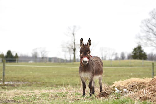Free Brown and White Donkey on Green Grass Field Stock Photo