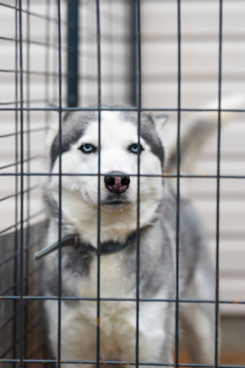 White and Black Siberian Husky in Cage