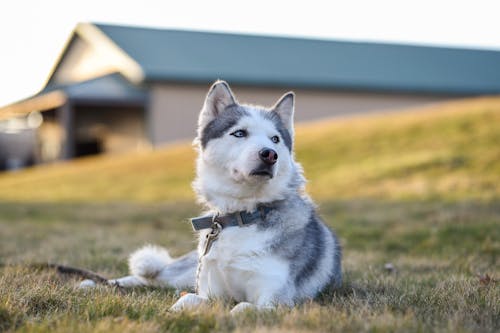 Husky Sibérien Blanc Et Noir Sur Champ D'herbe Verte