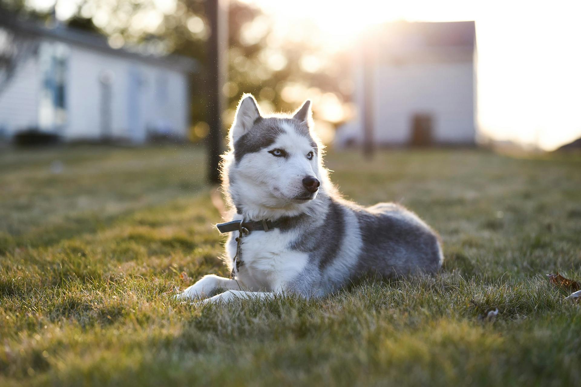 Siberian Husky On Green Grass