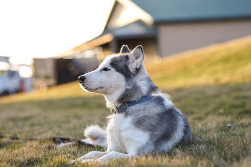Free A Siberian Husky sits calmly on grass in a rural setting, enjoying a sunny day. Stock Photo
