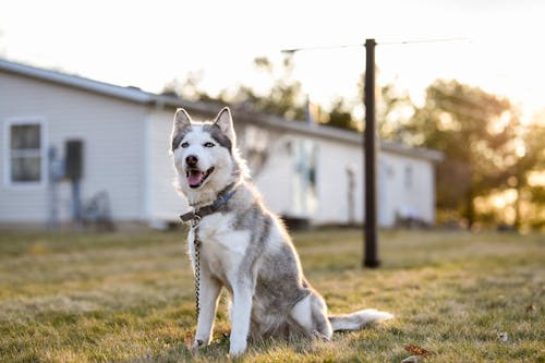 Biały I Czarny Siberian Husky Na Polu Zielonej Trawy