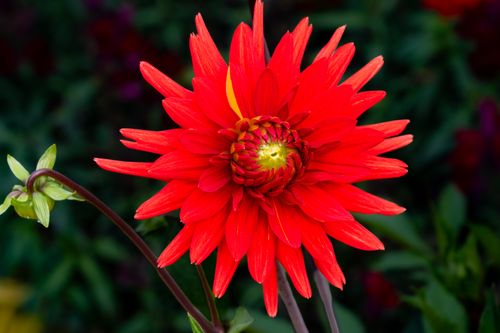 Free Close-up of a vibrant red dahlia in full bloom with green leaves in a garden setting. Stock Photo