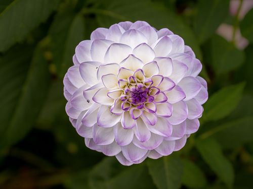 Free Close-up of a vibrant dahlia flower showcasing its white and purple petals. Stock Photo