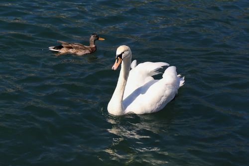Free A graceful swan and a duck swim together on a sunlit lake. Stock Photo