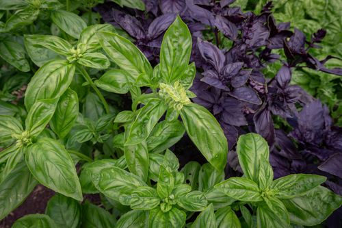Free Close-up of vibrant green and purple basil leaves in a lush garden setting. Stock Photo