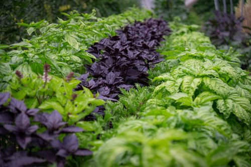 Free A vibrant garden showing rows of fresh basil plants in varying shades of green and purple. Stock Photo