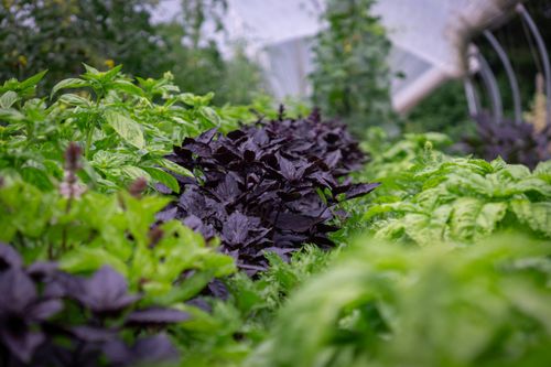 Free A vibrant mix of green and purple basil grows in a greenhouse setting. Stock Photo