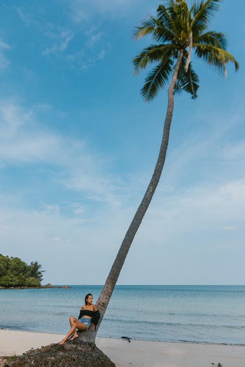 Immagine gratuita di albero di cocco, donna, idilliaco