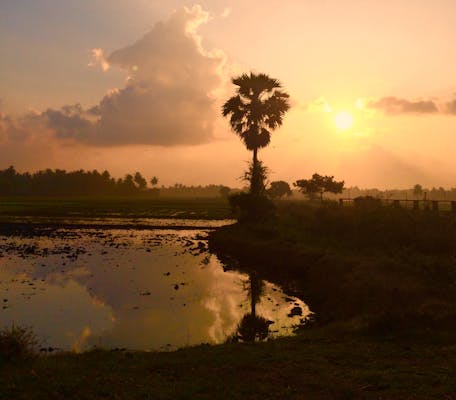 Caring for Fruit Trees: From Planting to Harvest