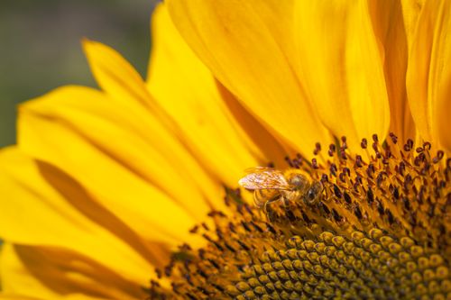Free Macro shot of a bee collecting nectar from a bright yellow sunflower, showcasing nature's beauty. Stock Photo