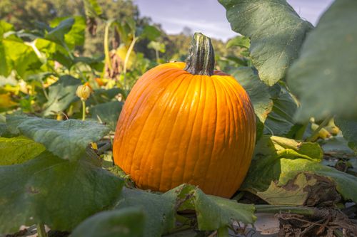 Free Close-up of a bright orange pumpkin surrounded by green leaves in a sunlit garden, symbolizing autumn. Stock Photo