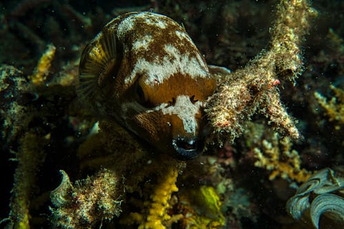 Brown and White Fish in Water