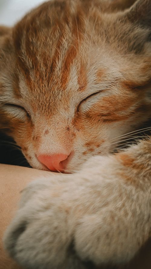 Free A peaceful ginger kitten sleeping with its paw near its face. Stock Photo