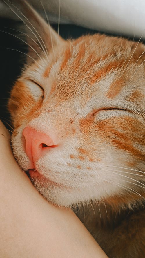 Free Serene close-up of a sleeping ginger cat with closed eyes and peaceful expression. Stock Photo