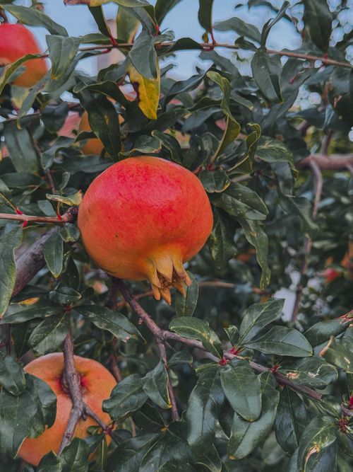 Free Close-up of a vibrant pomegranate growing on a tree in Novi Sad, Serbia. Stock Photo