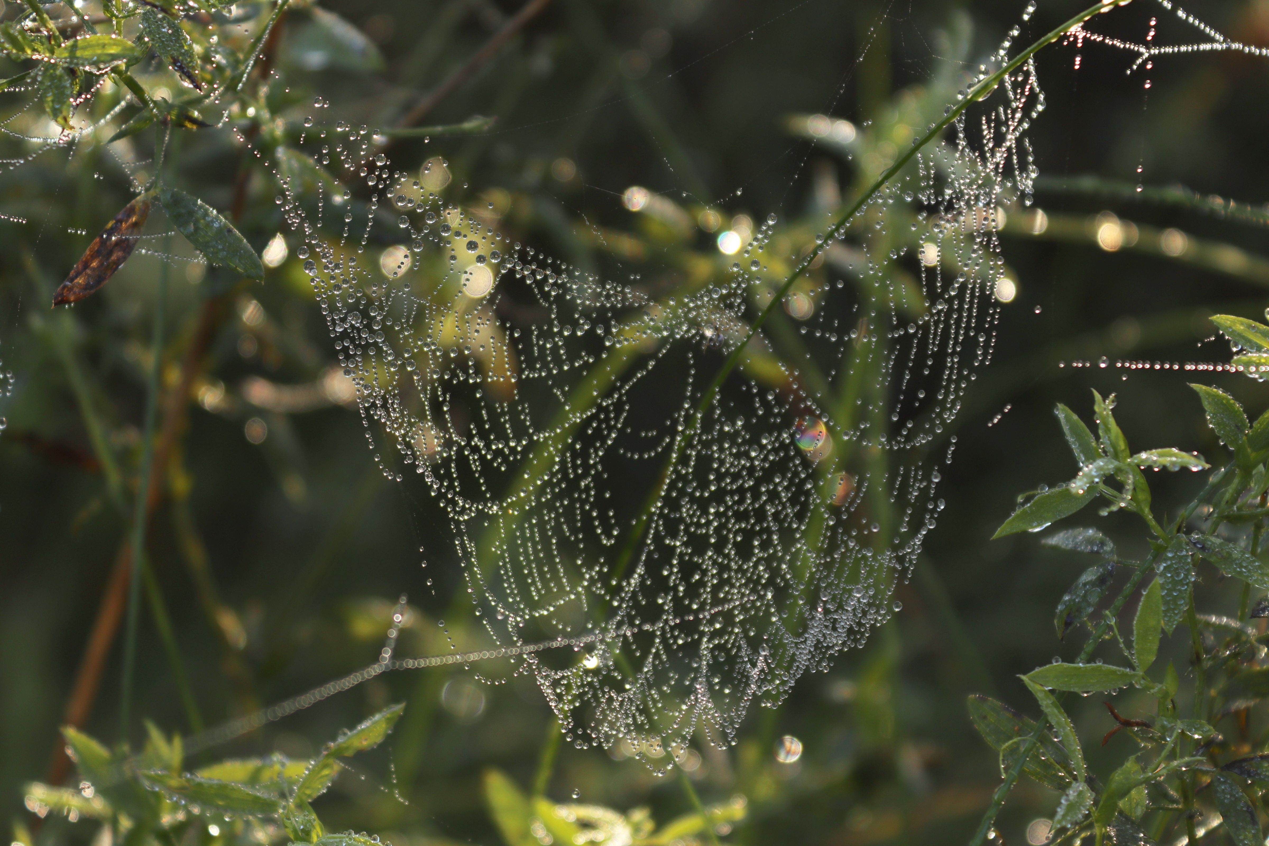 spider web dew drops