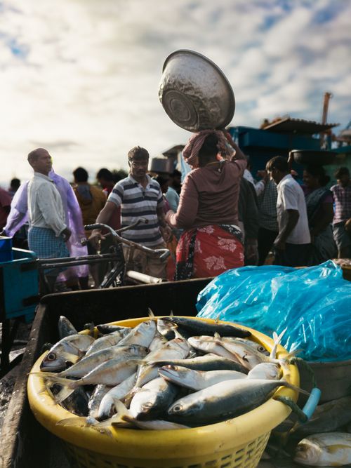 Free A vibrant fish market scene in Visakhapatnam captures locals engaging in daily trade and activity. Stock Photo