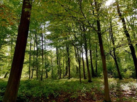 Sunlit forest with lush green foliage and tranquil atmosphere, perfect for nature themes.