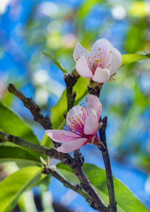 Free Vibrant peach blossoms on a branch with a blurred natural background in Dong Van. Stock Photo