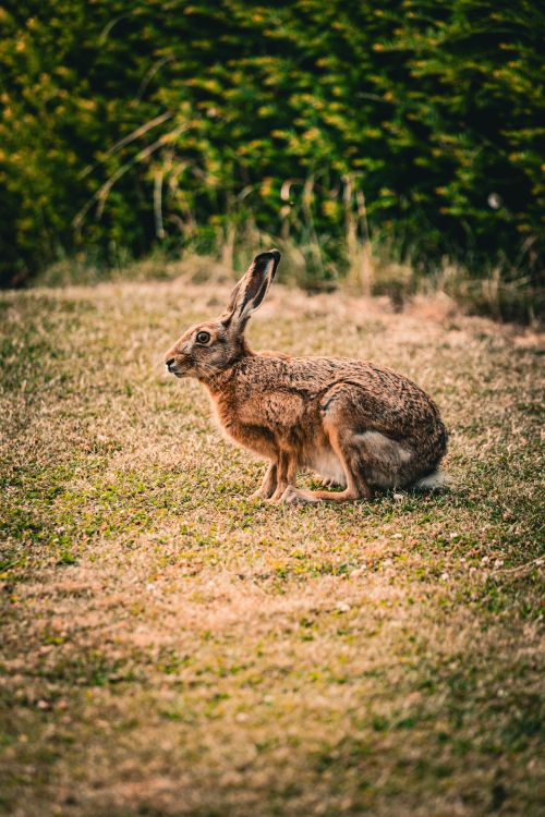 Free European hare sitting on grass in a natural environment, side view. Stock Photo