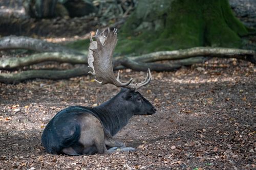 Free A melanistic fallow deer with impressive antlers resting on the forest floor. Stock Photo
