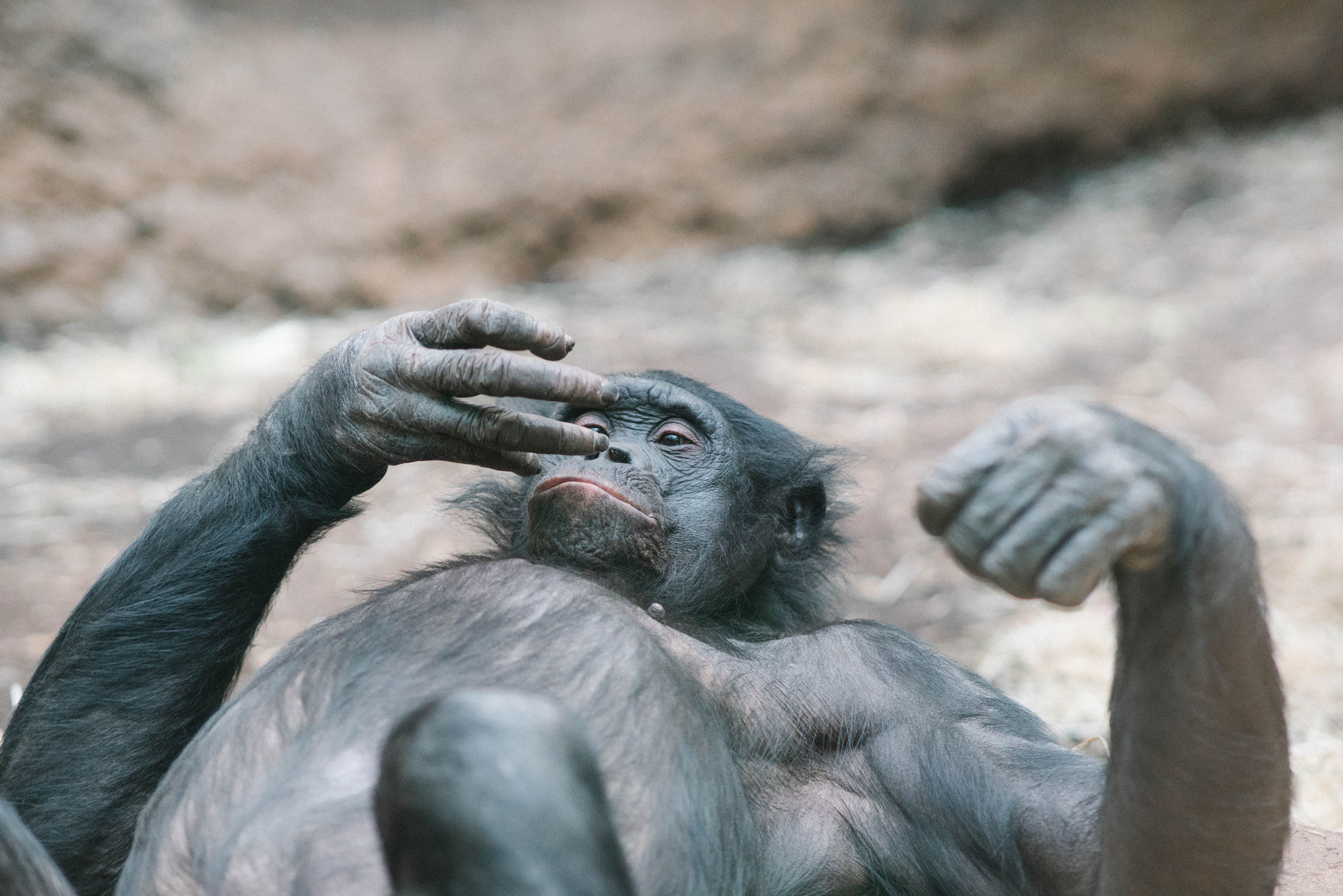 A bonobo monkey lying on its back, appearing relaxed in a natural habitat setting.