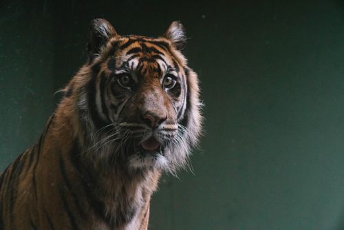 Free Intimate close-up of a Bengal tiger showcasing its striking features in a subdued lighting setting. Stock Photo