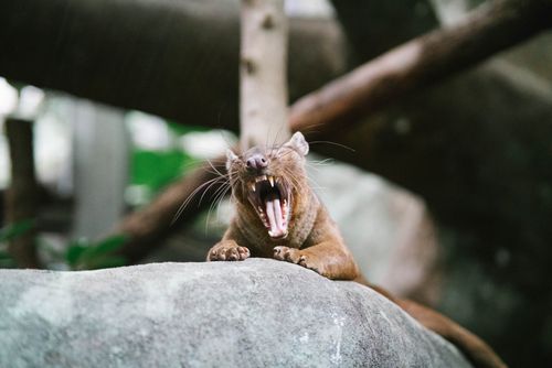 Free Close-up of a yawning fossa perched on a rock, showcasing its sharp teeth and natural habitat. Stock Photo