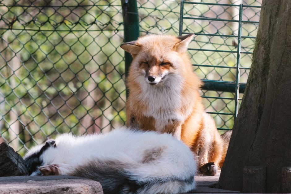 A red fox rests next to a sleeping white fox in a sunlit outdoor enclosure.