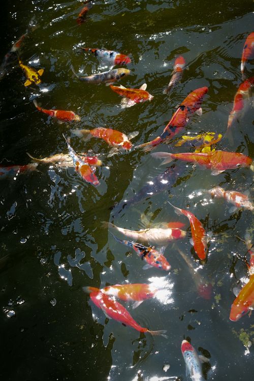 Free Colorful koi fish gracefully swim in a clear pond, showcasing vibrant orange and red hues. Stock Photo