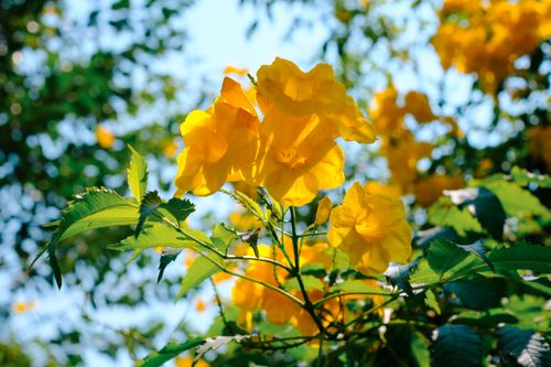 Free Close-up of bright yellow Tecoma stans flowers in sunlight, highlighting their vivid color. Stock Photo
