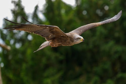 Free A majestic eagle soars gracefully over lush greenery, showcasing its powerful wings and keen eyesight. Stock Photo