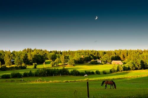 Fotobanka s bezplatnými fotkami na tému hracie pole, kôň, krajina