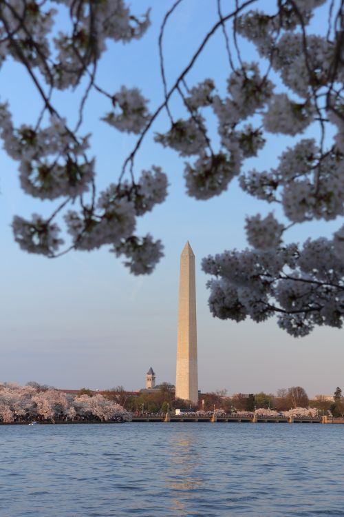 Free Iconic Washington Monument framed by cherry blossoms in springtime, reflecting on the Tidal Basin's tranquil waters. Stock Photo