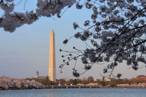 Free The Washington Monument framed by cherry blossoms during spring at the Tidal Basin. Stock Photo