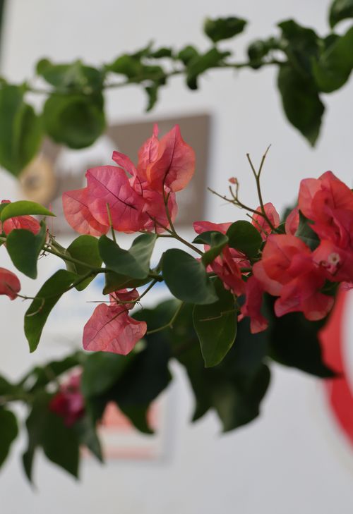 Free Close-up of vibrant pink bougainvillea flowers with green leaves and blurred background. Stock Photo