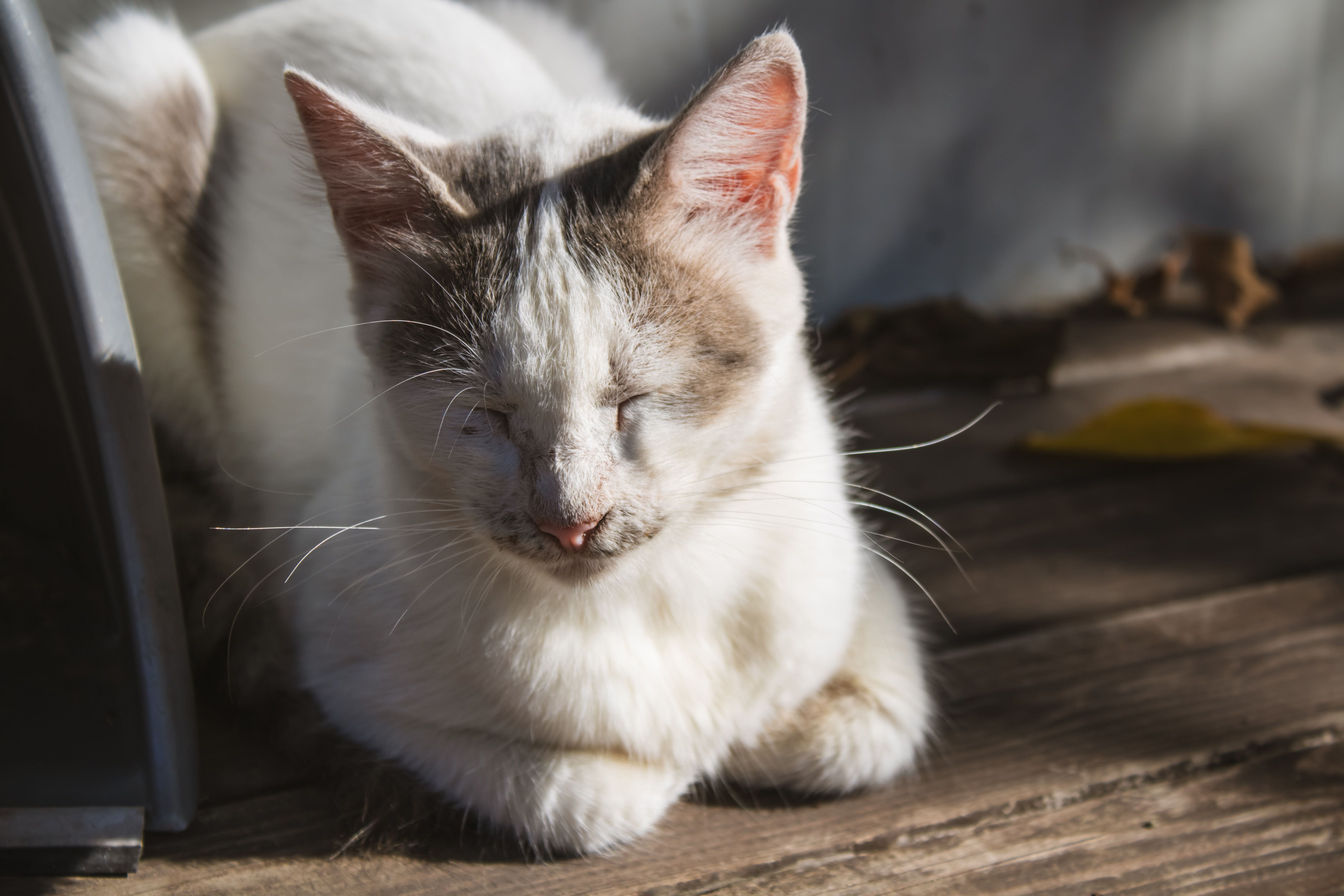 Katzen-Körpersprache: Ohren, Schwanz, Augen und Haltung zusammen lesen