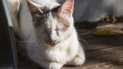Katzen-Körpersprache: Ohren, Schwanz, Augen und Haltung zusammen lesen