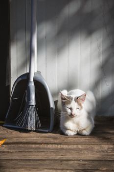 Tidy Cats Free & Clean Cat Litter, LightWeight Unscented Multi-Cat - 5.44 kg Box