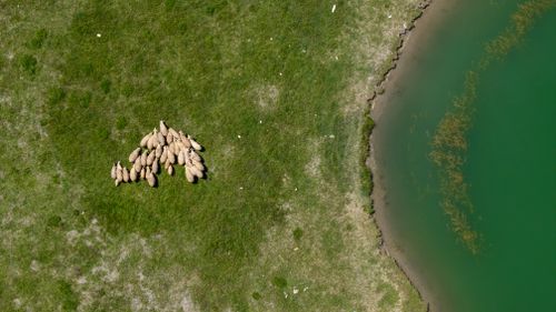 Free Aerial view of a flock of sheep grazing near a green lakeside, showcasing vibrant nature and agriculture. Stock Photo